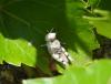 Sphingonotus sp.